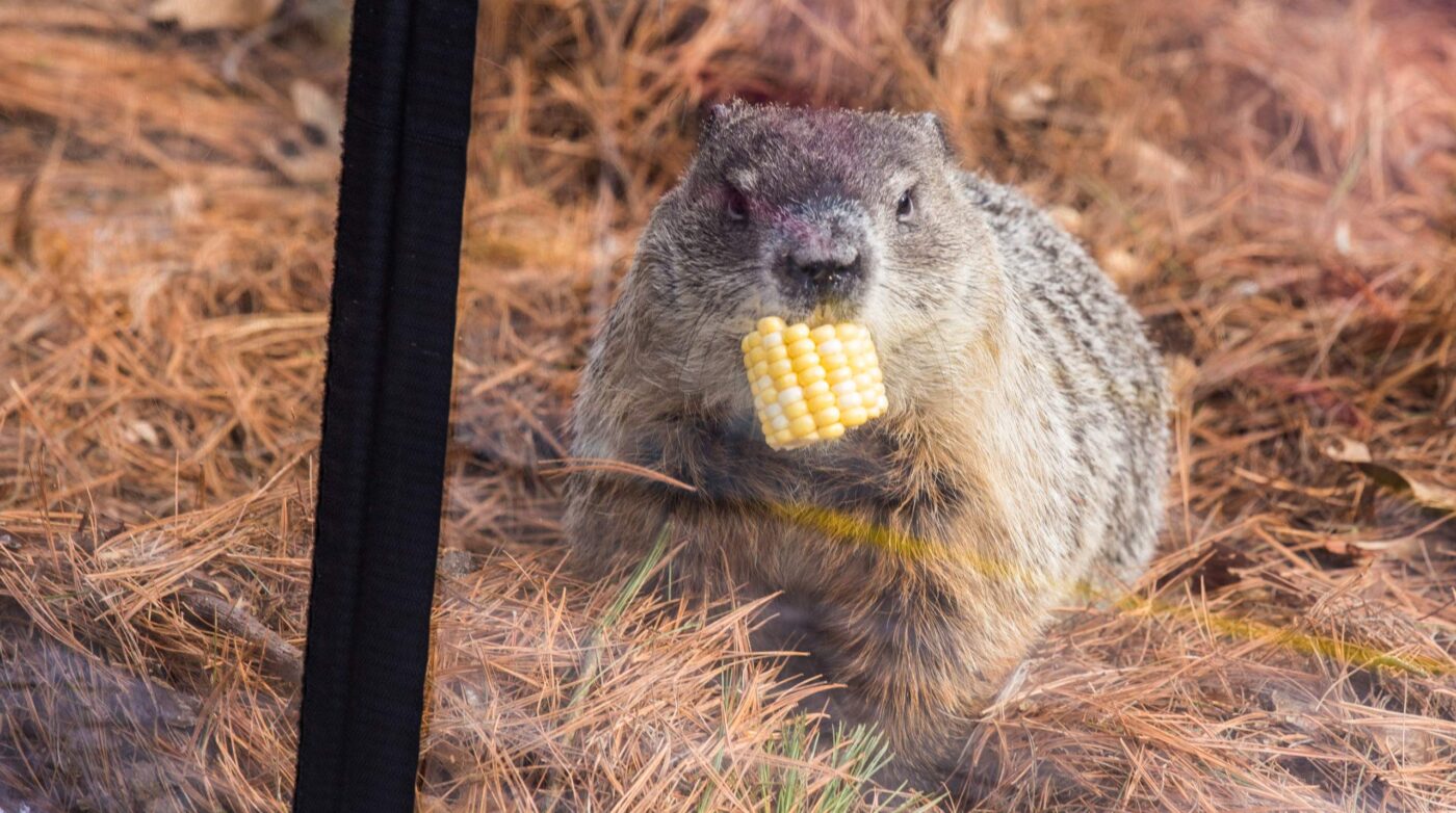Featured image for “UPDATED! Punxsutawney Who? It’s Groundhog Day, Marmot Lovers”