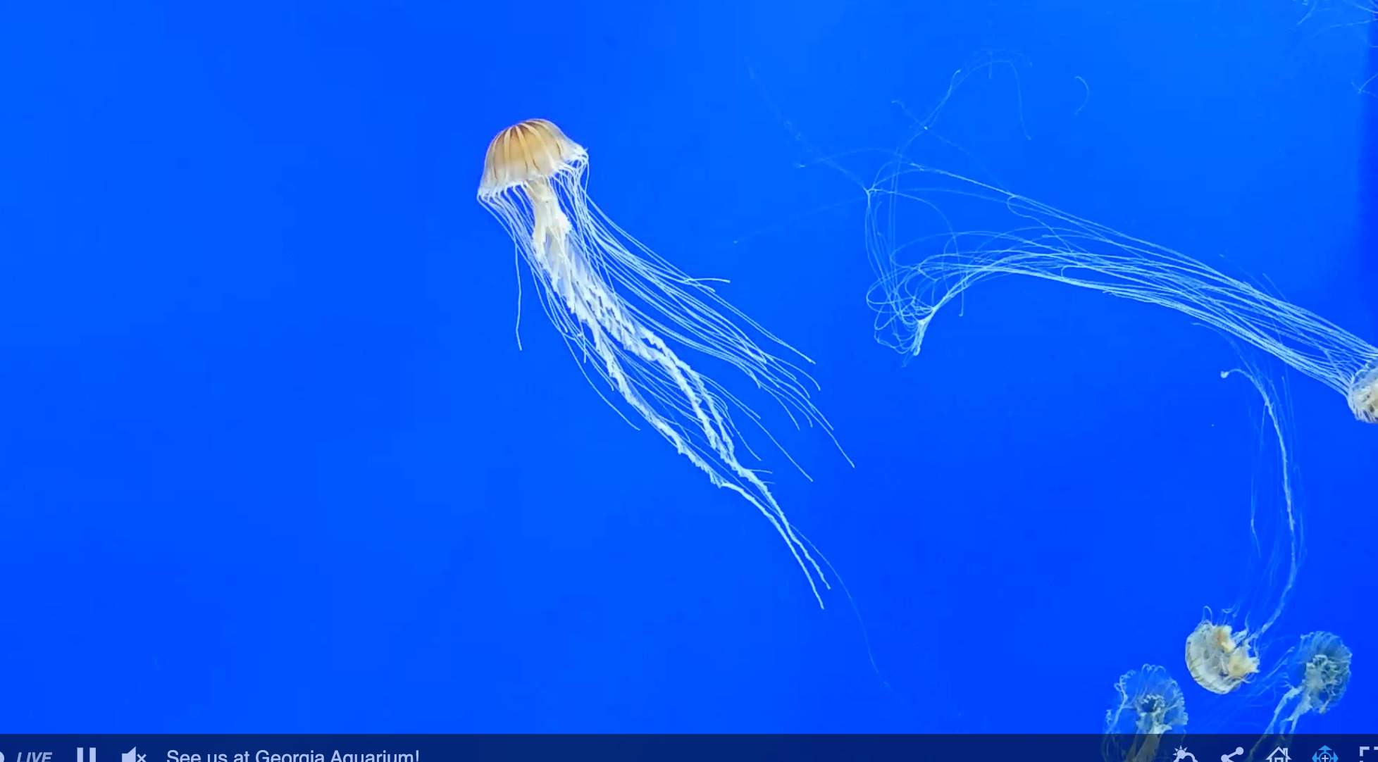 a group of jellyfish swimming in a blue ocean.