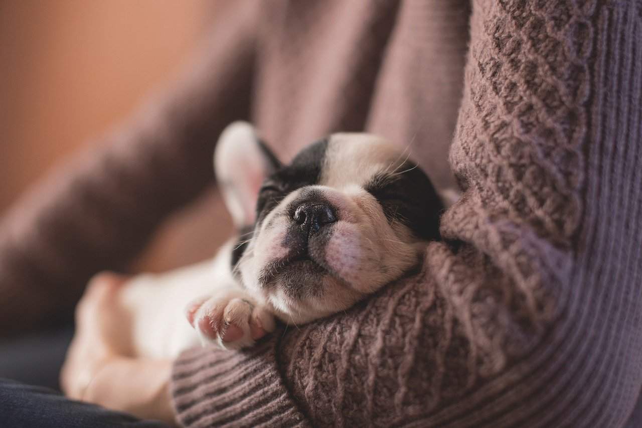 a small black and white dog laying on top of a person's arm.