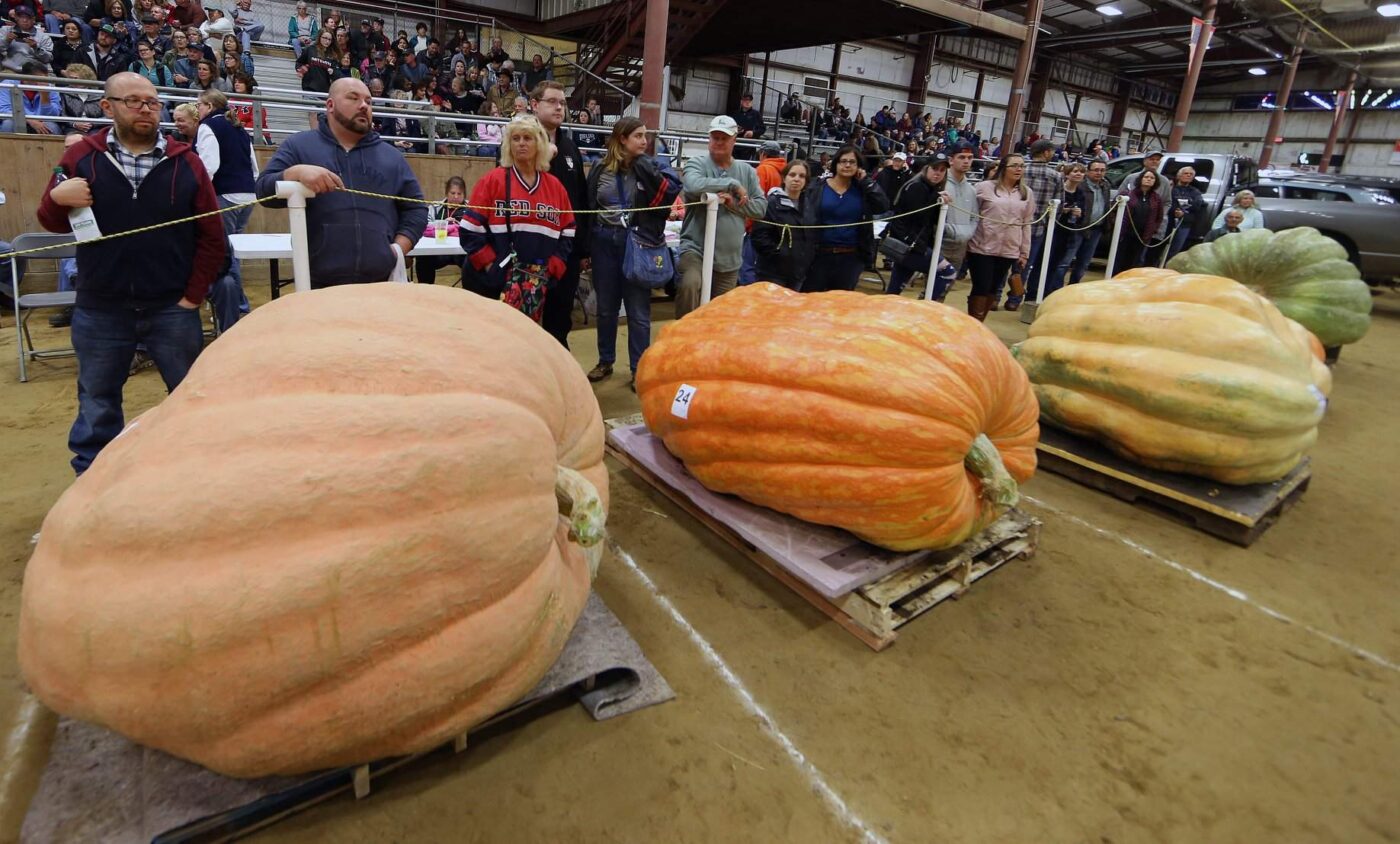 Topsfield Fair Pumpkin Competition