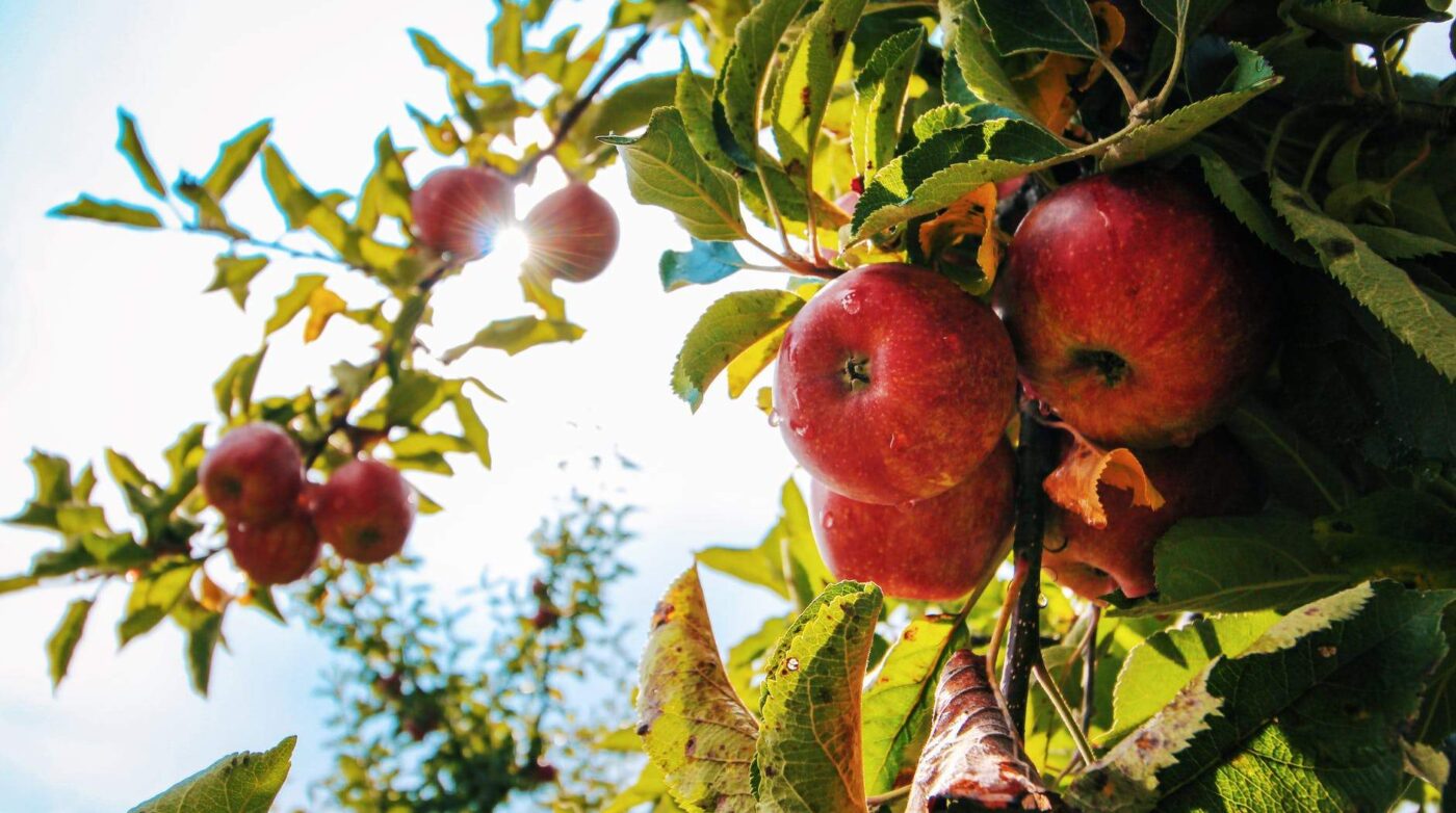 Featured image for “5 Places to Go Apple Picking North of Boston”