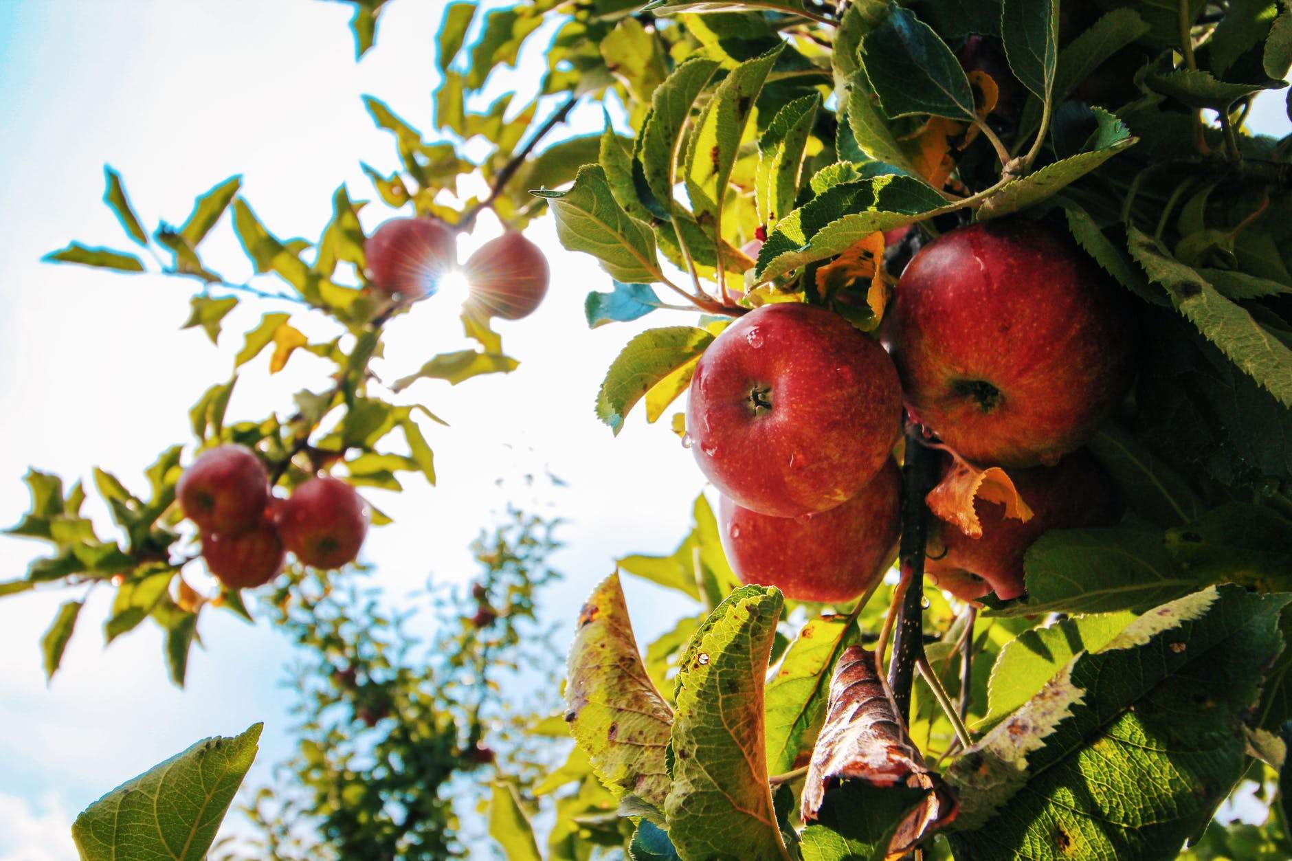 Featured image for “5 Places to Go Apple Picking North of Boston”