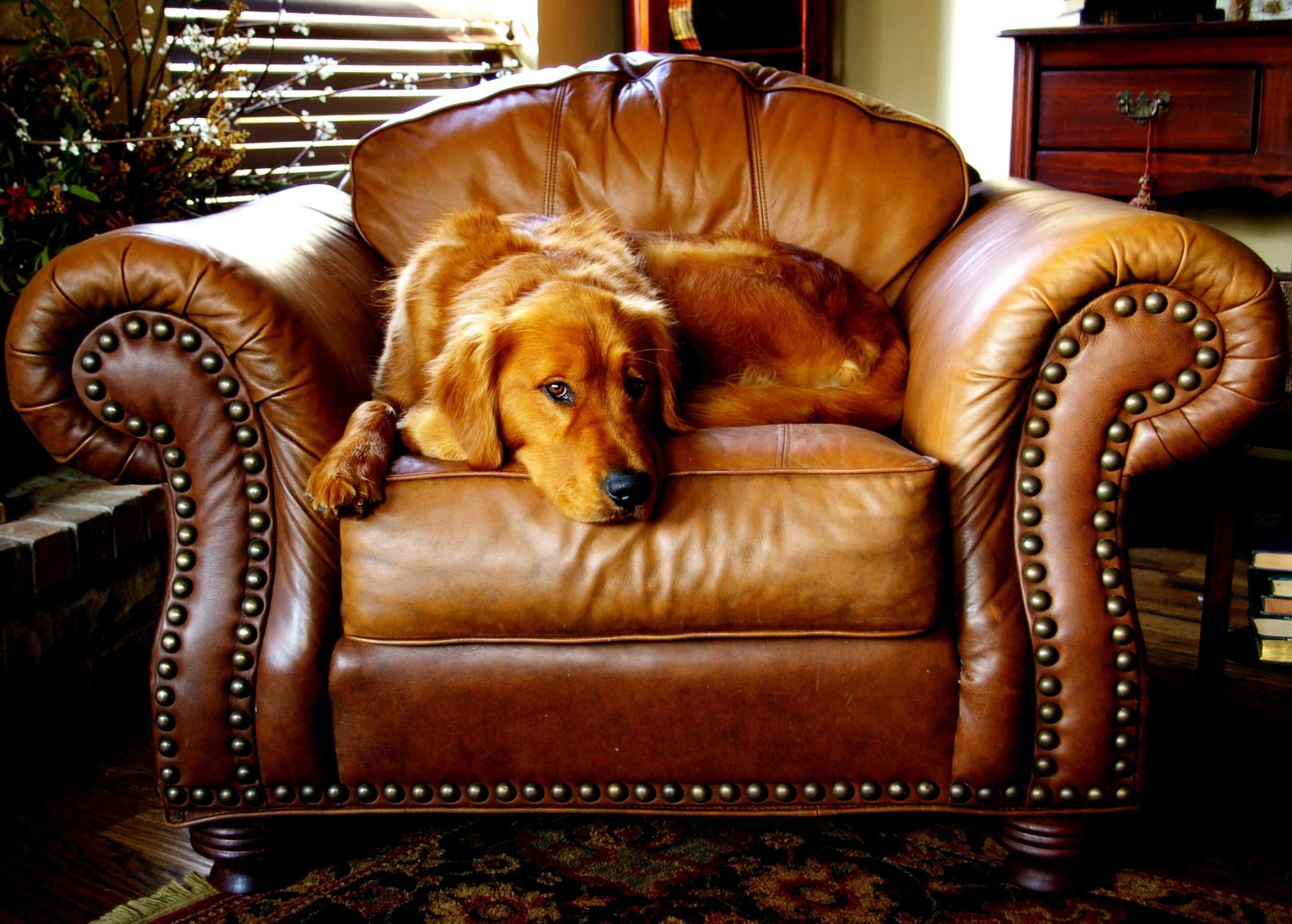 a large brown dog laying on top of a leather chair.