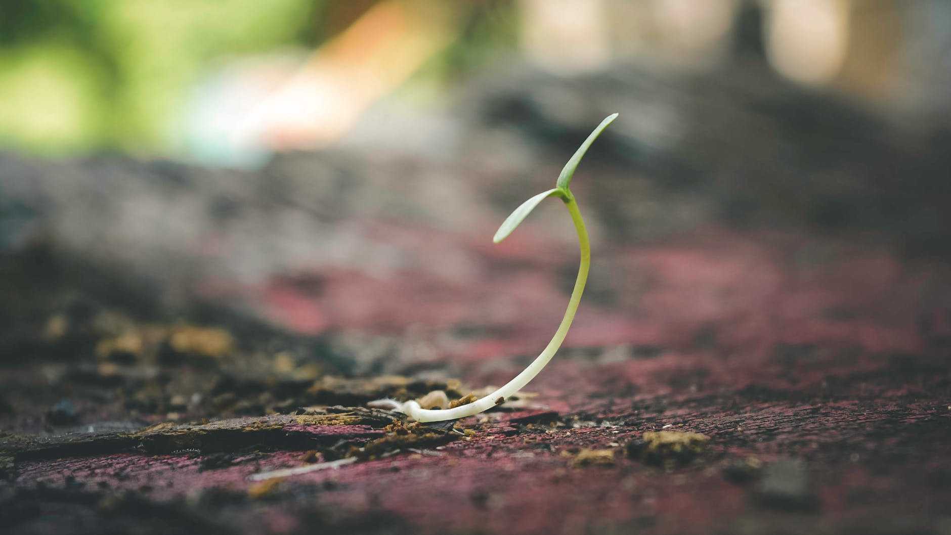 a small plant sprouting from the ground.