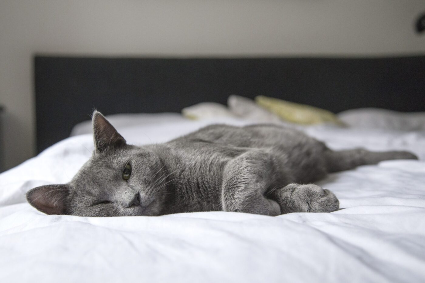 a gray cat laying on top of a white bed.