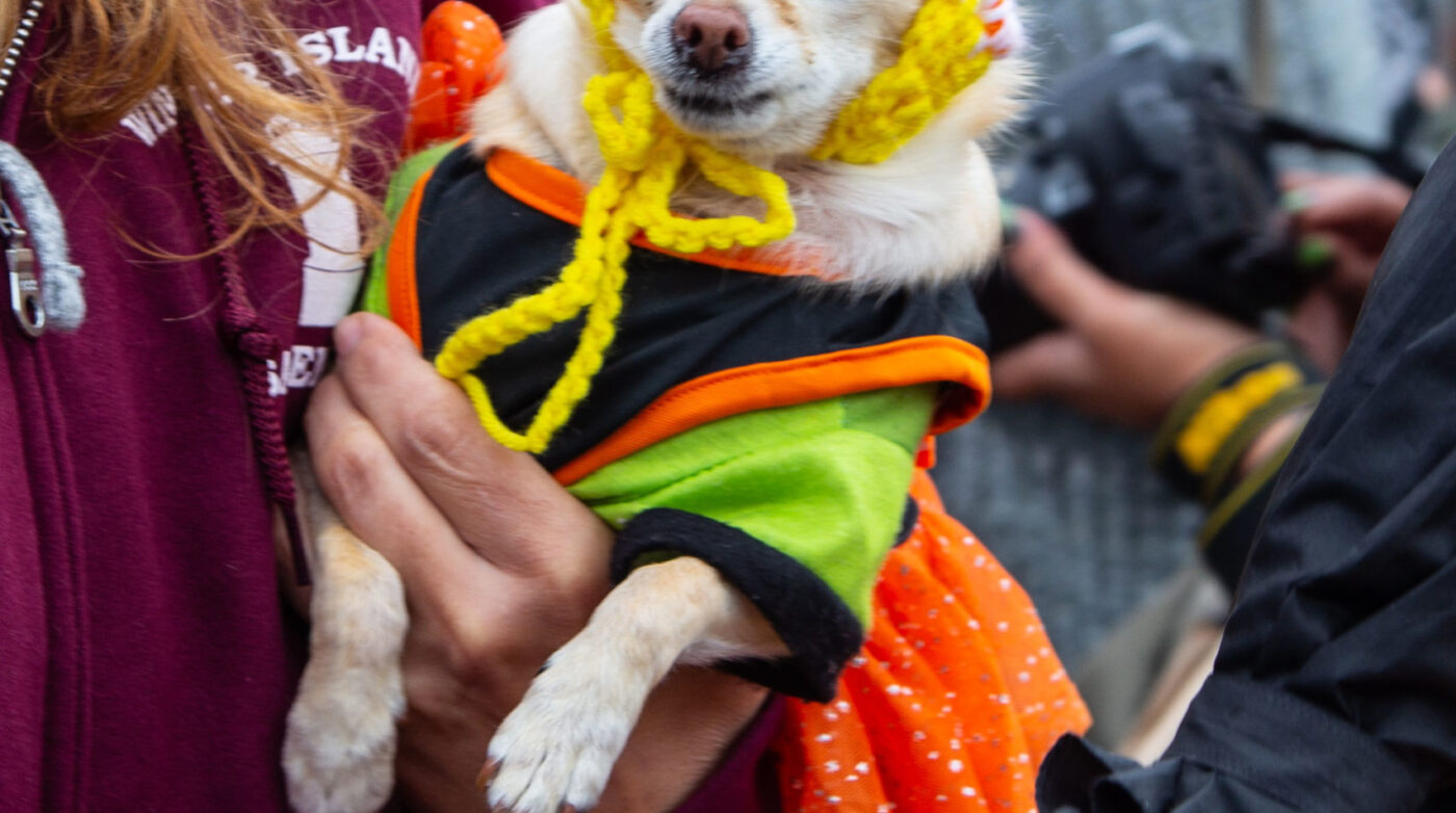Featured image for “Howl-o-ween Pet Parade Returns WITH Virtual Contest in 2021”