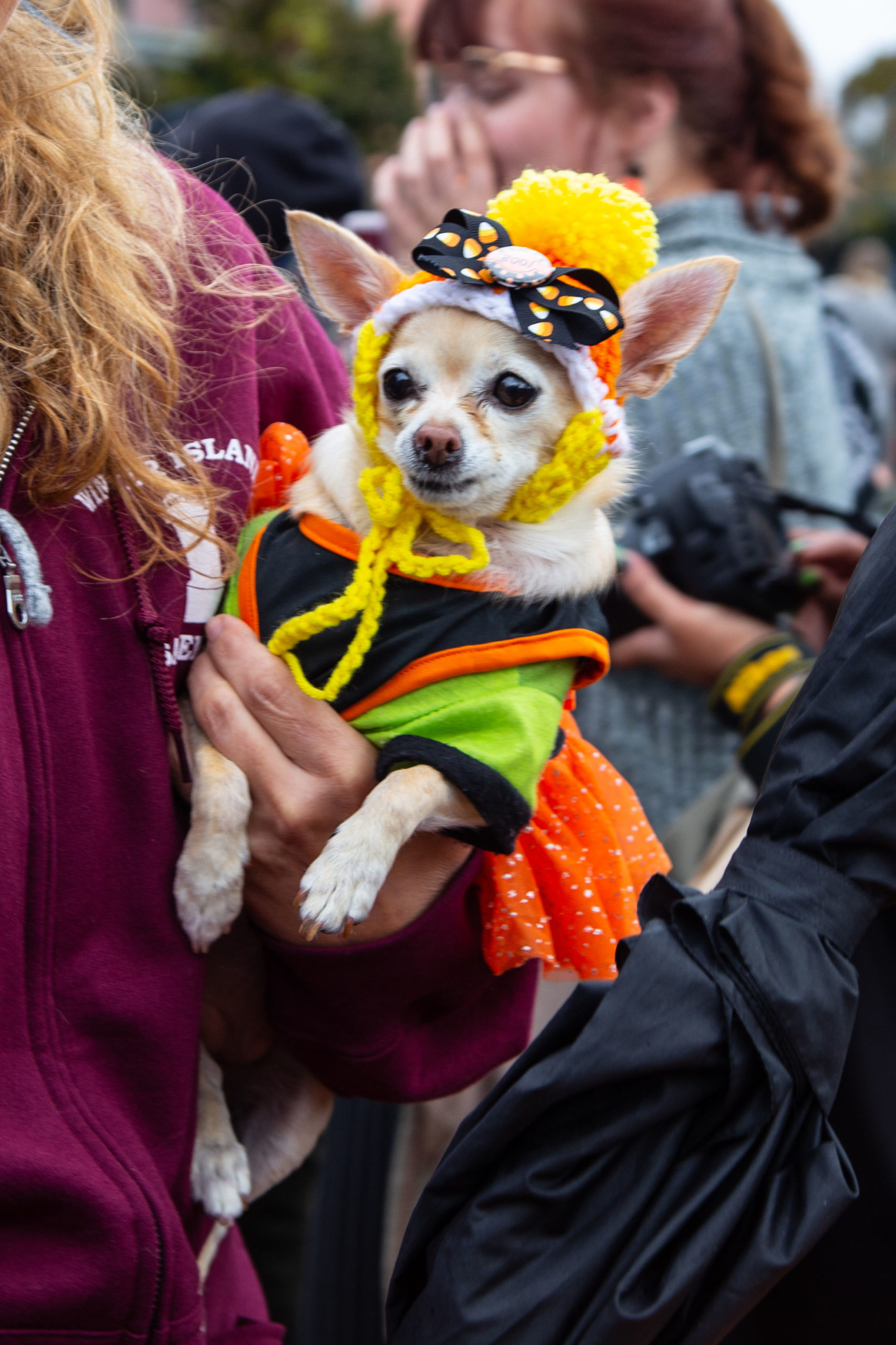 a small dog in a costume being held by a woman.