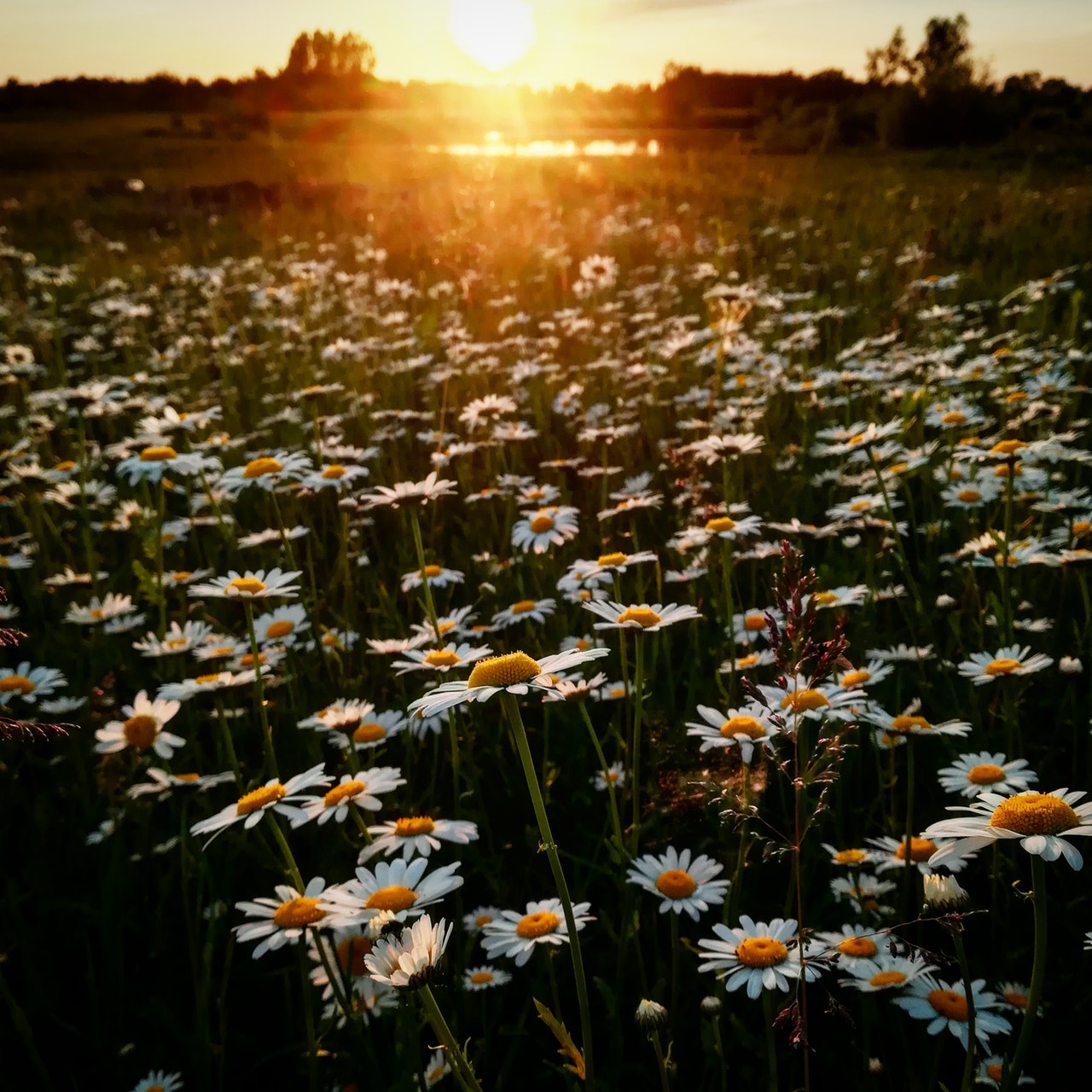 a field of daisies with the sun setting in the background.