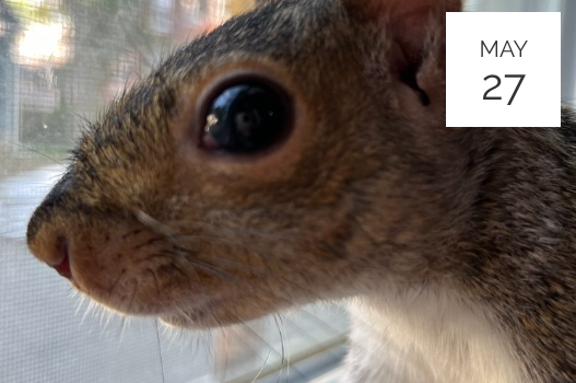 a close up of a squirrel looking out a window.