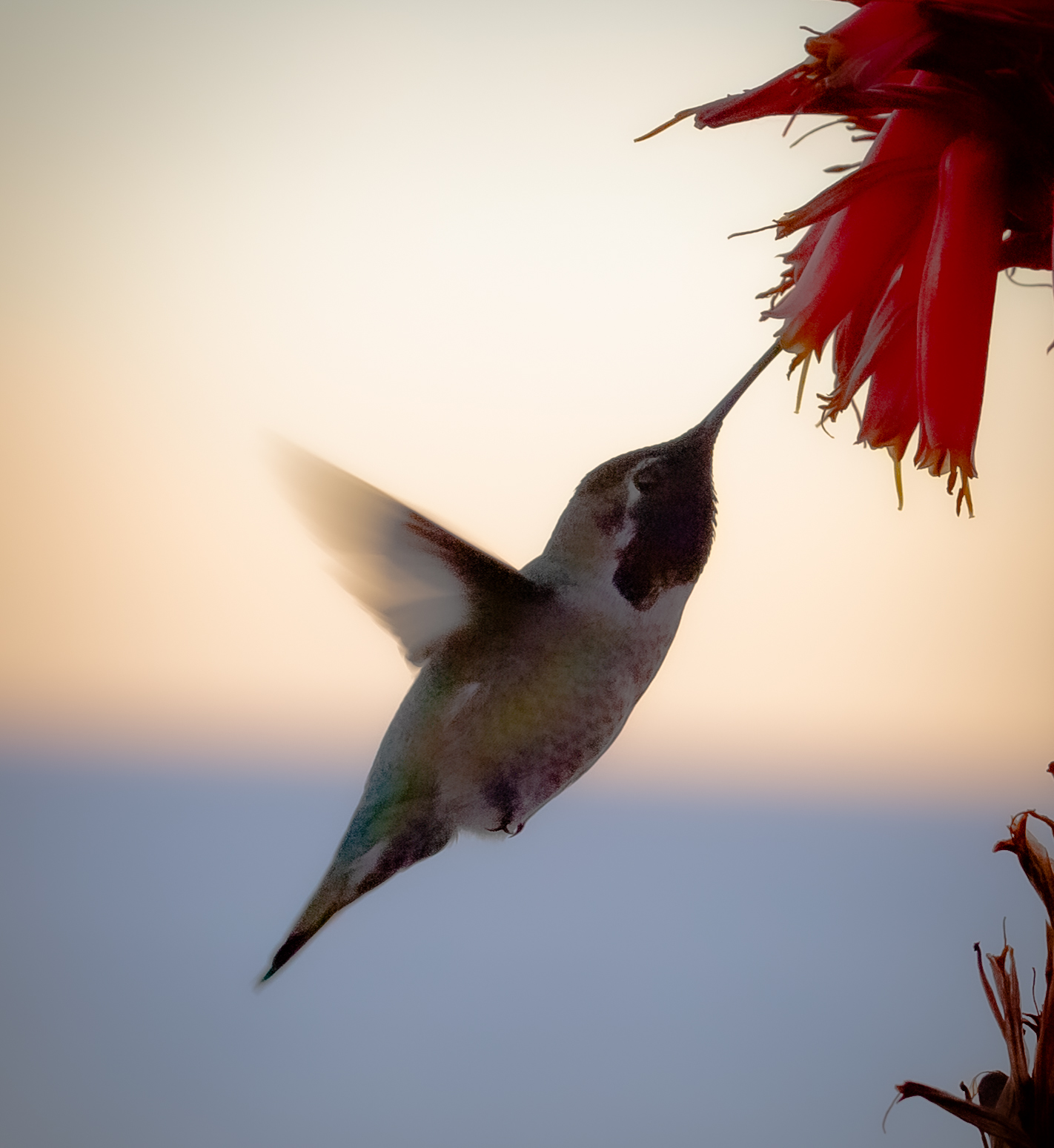 a hummingbird flying away from a red flower.