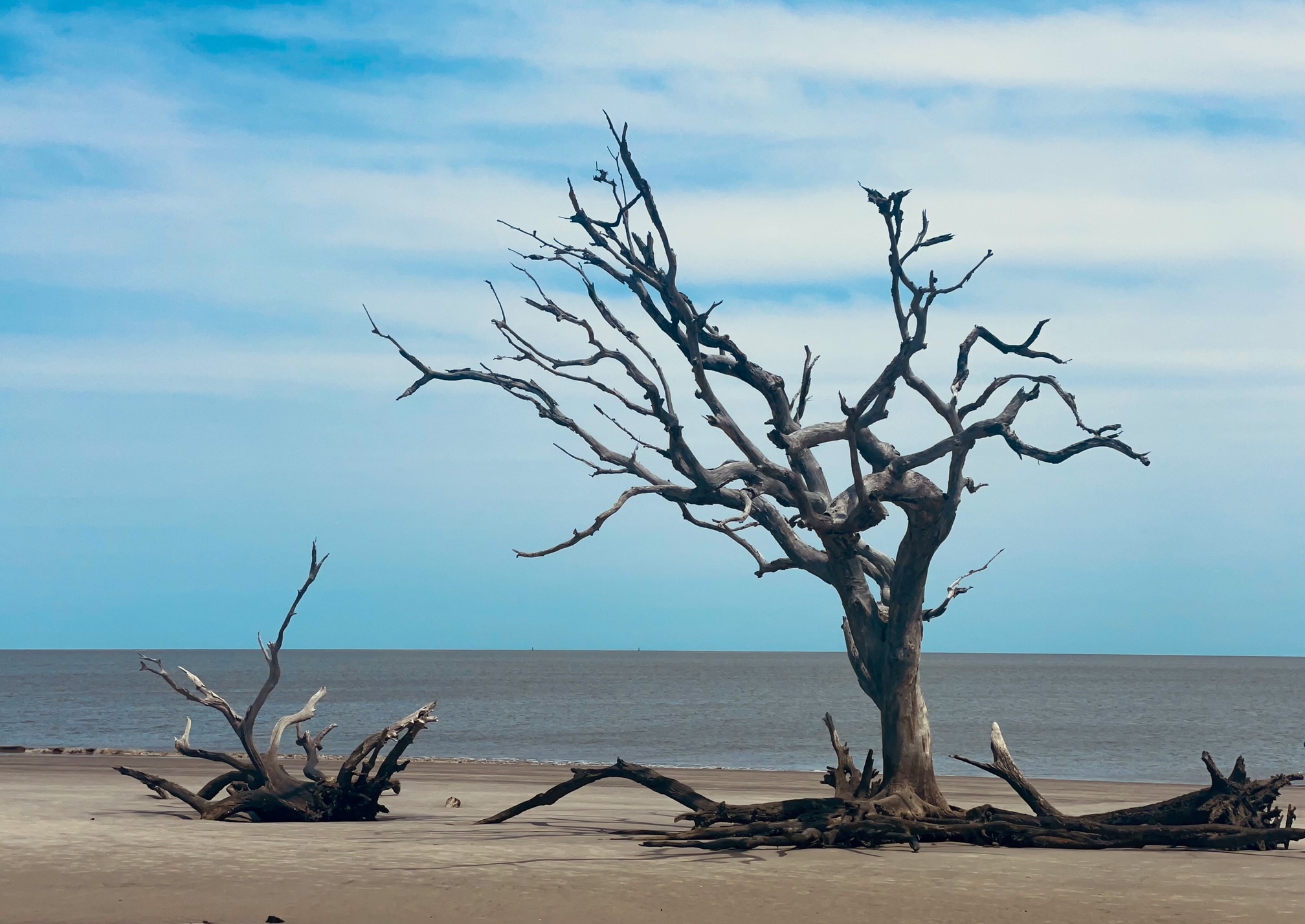 a dead tree sitting on top of a sandy beach.