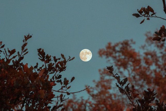 a full moon seen through the branches of a tree.
