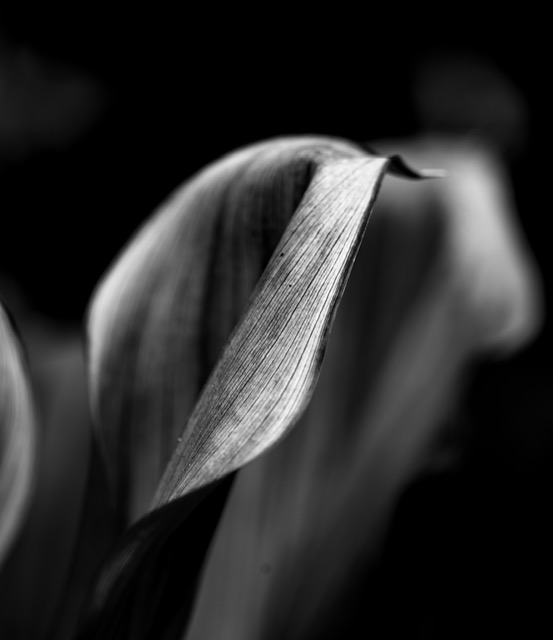 a black and white photo of a flower.