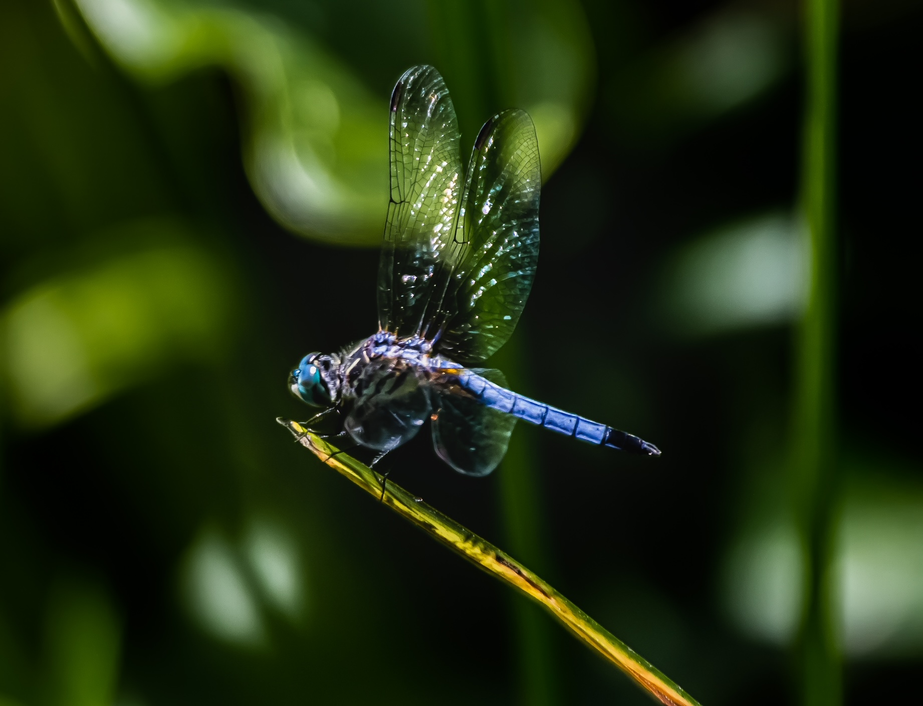 a blue dragonfly sitting on top of a green plant.