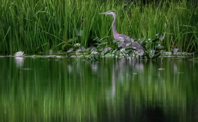 a bird is standing in the water near tall grass.