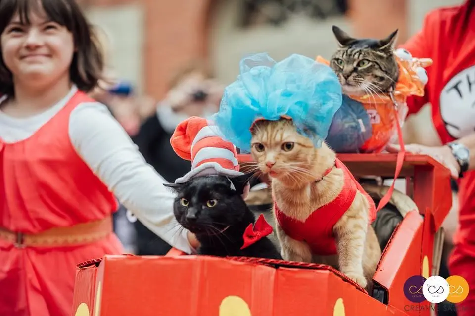 Dr seuss in the hat. Cats in costume at a parade