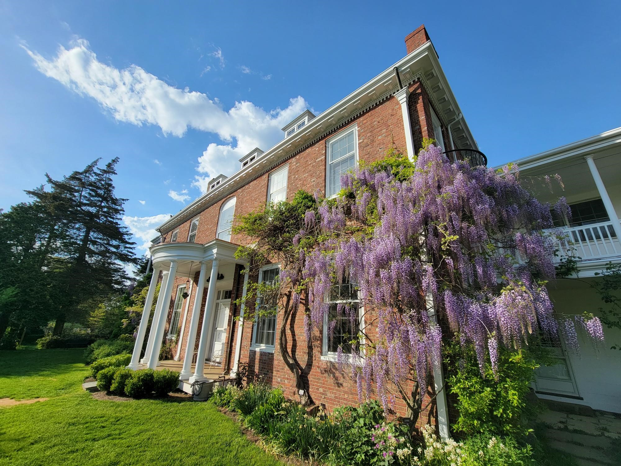 A brick house with purple wisteria in the front yard.