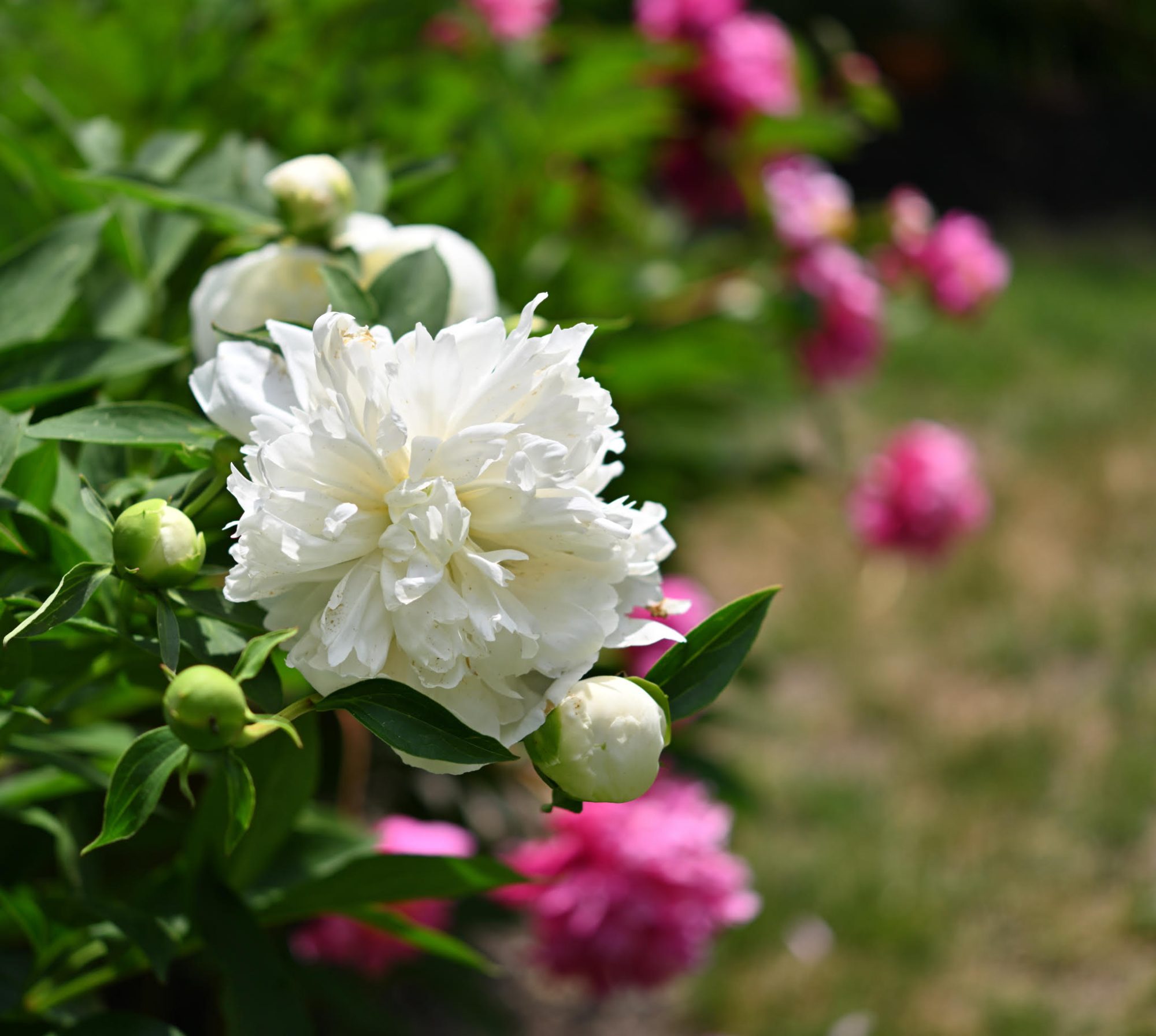 A pristine white bloom adorning a plant.