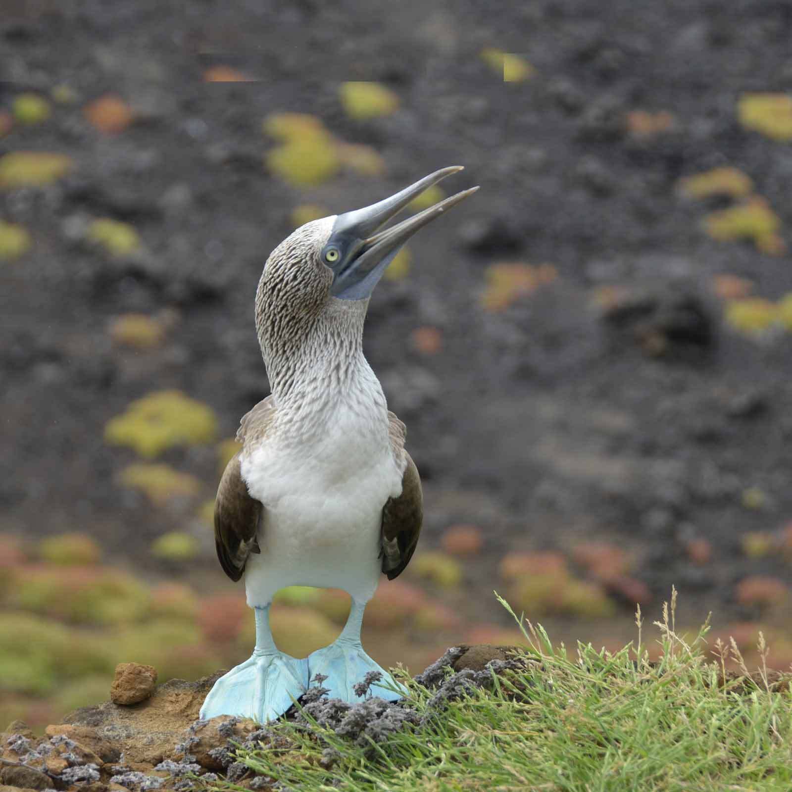 A blue-footed booby, an intriguing bird species with distinctive blue feet, is pictured with its beak wide open. The background is purposely blurred to enhance focus on the beautiful creature in its natural habitat.