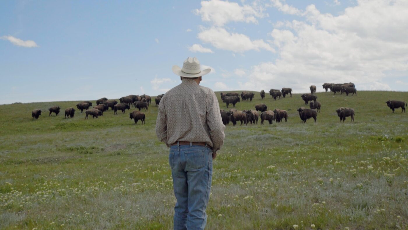 A cowboy donning a hat surveys a field where a group of bison are leisurely feasting on grass.