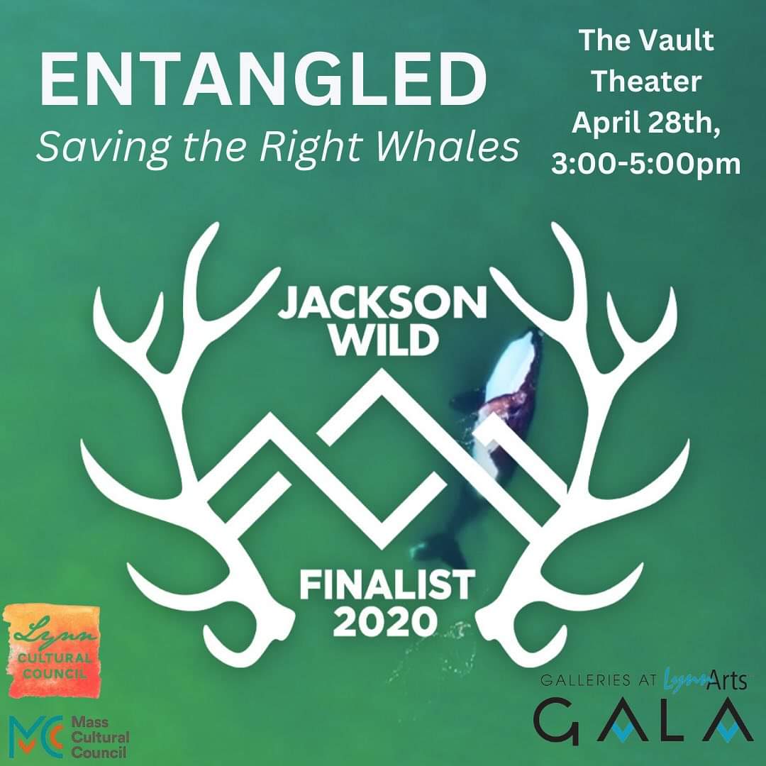Check out "Entangled: Saving the Right Whales," a top contender film at Jackson Wild. Plan to be present at the Vault Theater on April 28th from 3:00-5:00 PM. This captivating movie is depicted with an engaging whale tail graphic on our promotional poster.