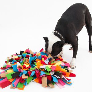 A monochrome dog investigating a multicolored heap of cloth remnants set against a vivid white backdrop.
