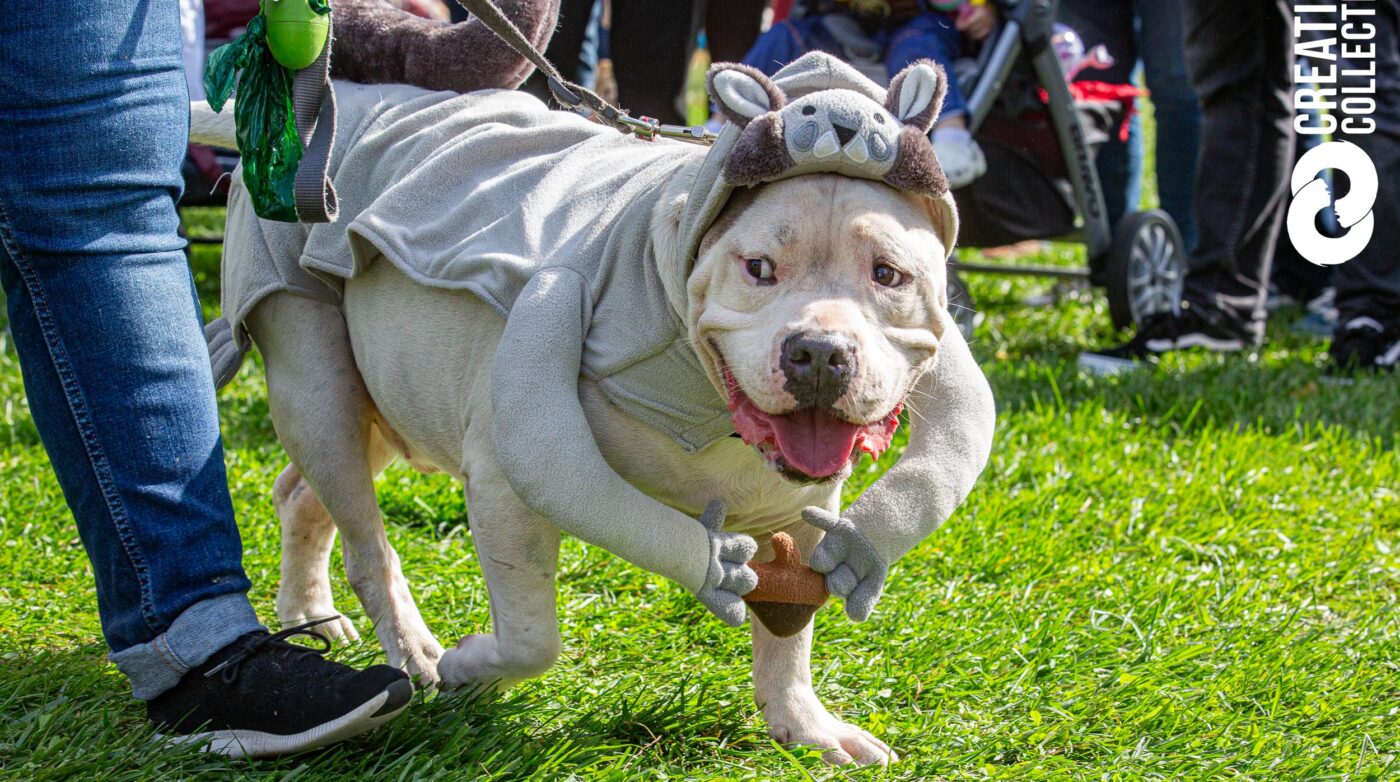 Featured image for “Salem Main Streets Presents: The Howl-o-ween Pet Parade”