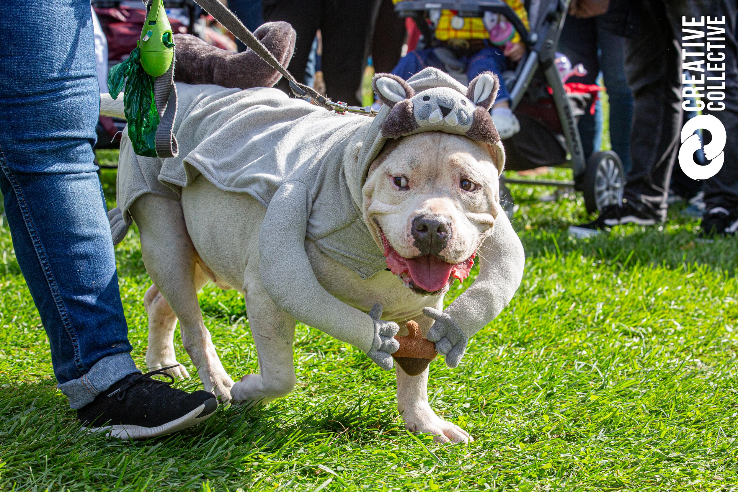 Dog in Costume