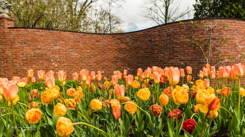 Experience the vibrant beauty of a garden brimming with orange and yellow tulips against a striking curved red brick wall. Lush trees in the background complete this picturesque setting, creating an inviting atmosphere that draws nature lovers and garden enthusiasts alike.