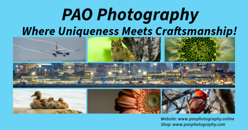 A vibrant collage captures the essence of PAO Photography—featuring a plane soaring through the sky, a curious squirrel, bustling cityscapes, blooming flowers, serene waterfowl, and a striking red bird. Discover unparalleled creativity and skill at PAO Photography: Where Uniqueness Meets Craftsmanship! Visit us online to explore more.