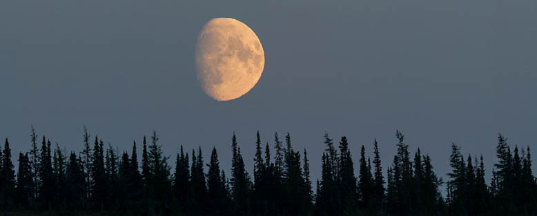 Featured image for “Explore North America’s Last Great Wilderness at PEM’s Boreal Forest Exhibition”