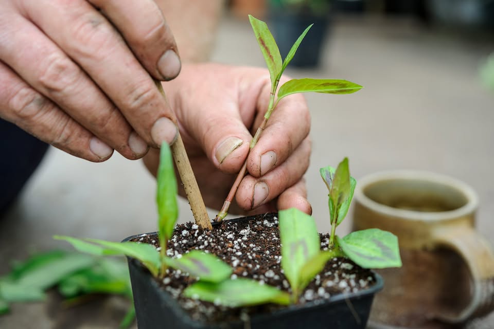 Hands nurture bright green seedlings in rich soil, adding support—our community’s creativity grows together, cup in view.