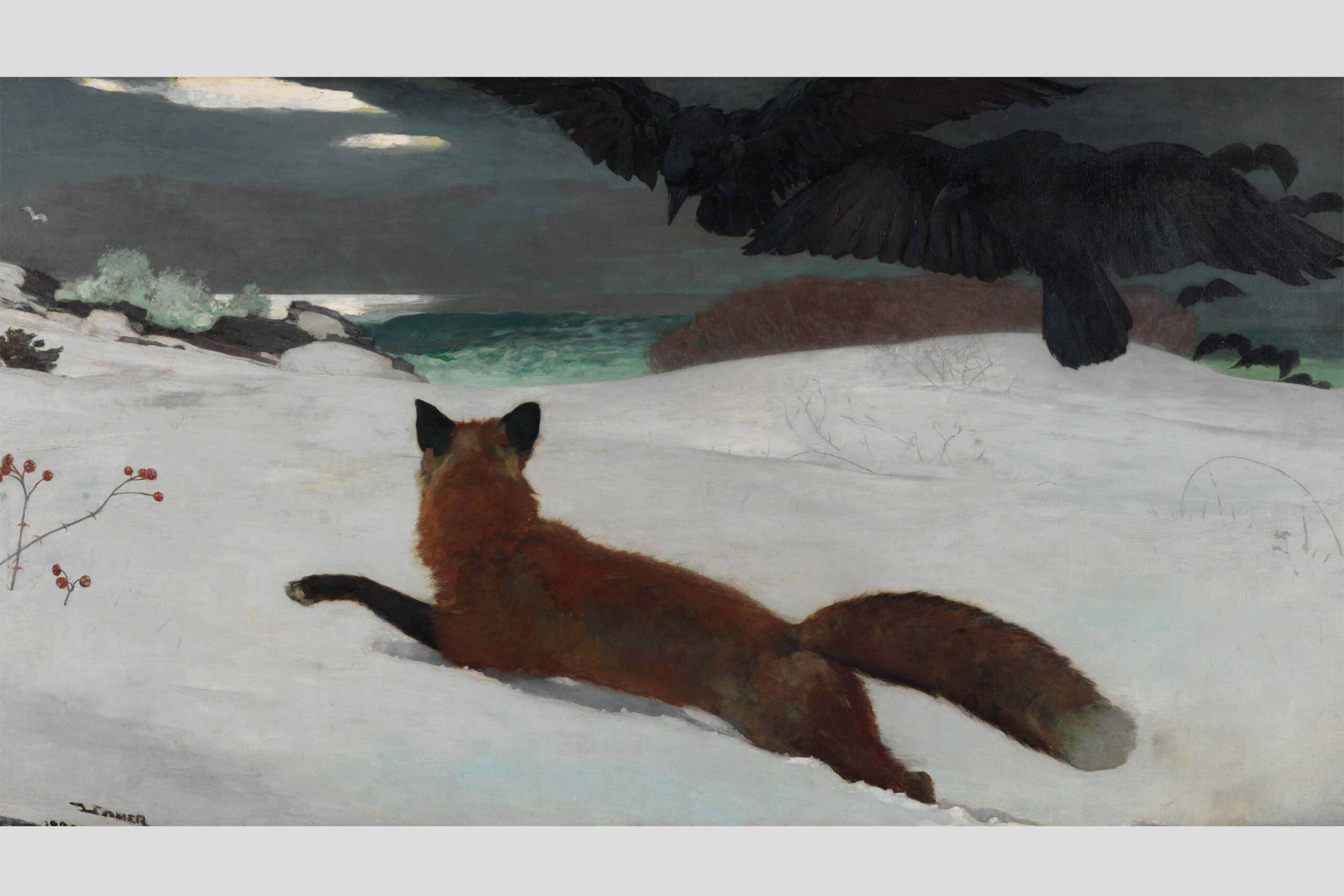 A lively red fox lounges on fresh snow as bold black crows soar above—capturing our wild winter spirit together.