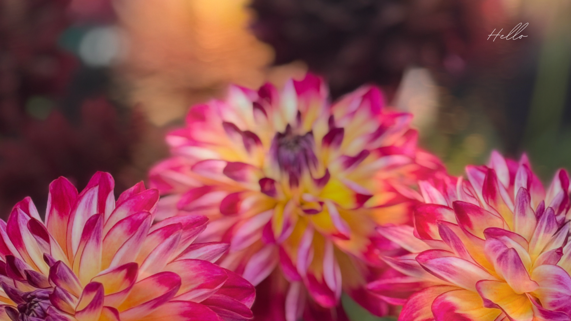 Three vivid dahlias with pink-tipped petals shine, set against a lively blur—“Hello” in cursive sparks Essex County’s creative community spirit.