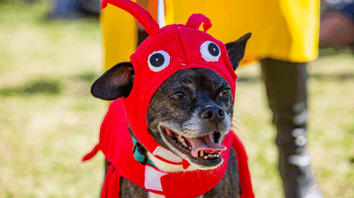 Featured image for “Salem Goes to the Dogs: Howl-o-ween Pet Parade and Historic First Dog Mayor Election Celebrate Community Spirit”