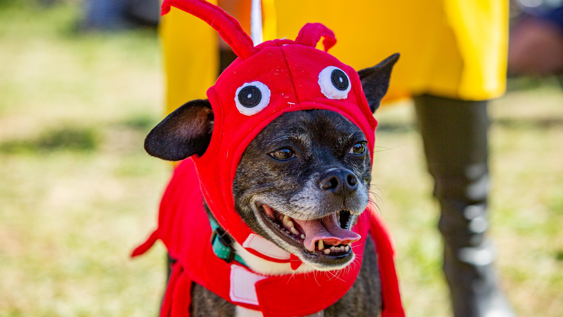 A playful black and brown dog rocks a red lobster costume with googly eyes and antennae, spreading joy on Essex County grass.