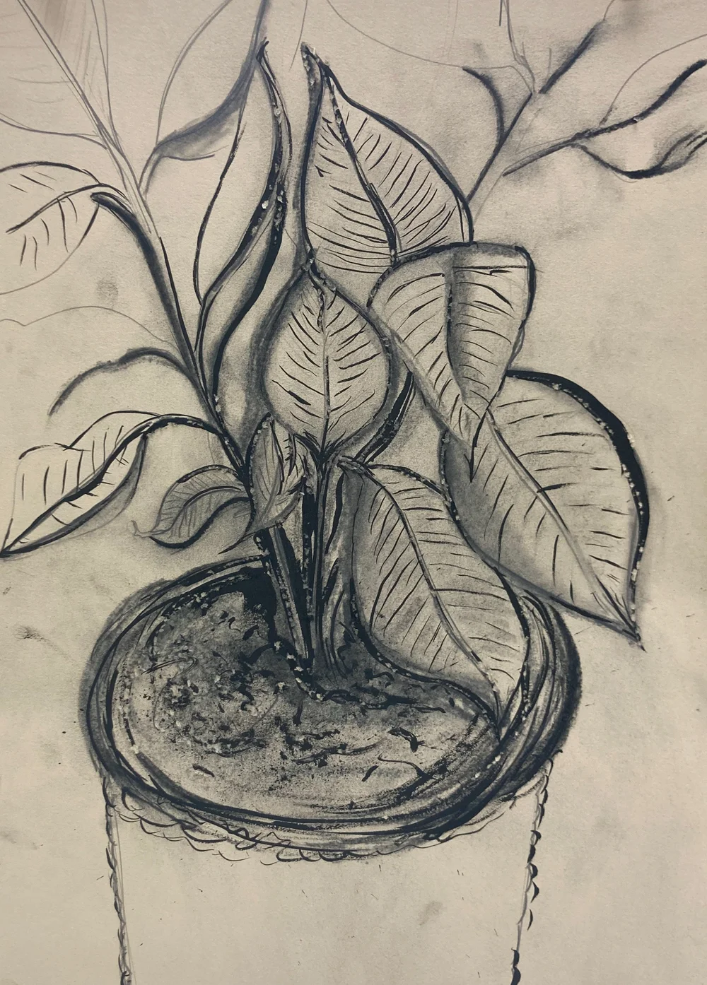 A lively charcoal drawing of a potted plant with bold, textured leaves inspires creativity, echoing Essex County’s artistic spirit.