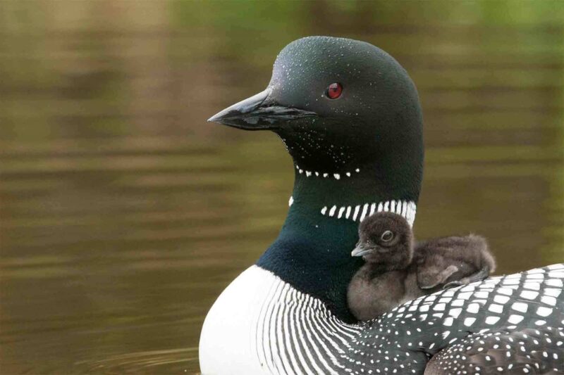 A vibrant common loon with striking markings and a bright red eye gives its fuzzy chick a ride, showcasing Essex County’s wild bonds.