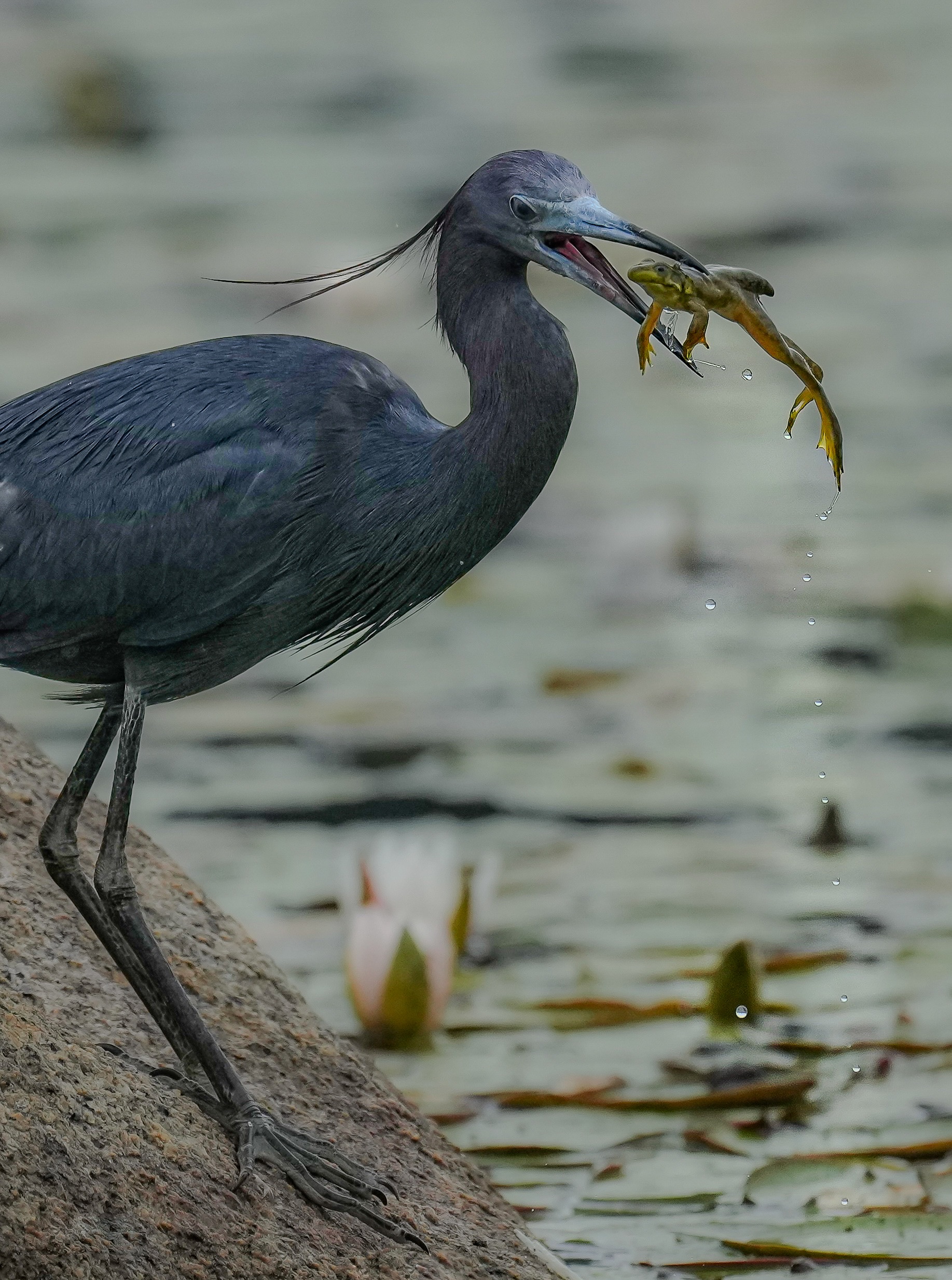 A little blue heron stands on a rock at the water's edge, holding a frog in its beak with droplets of water falling. Lily pads float on the calm water behind it.
