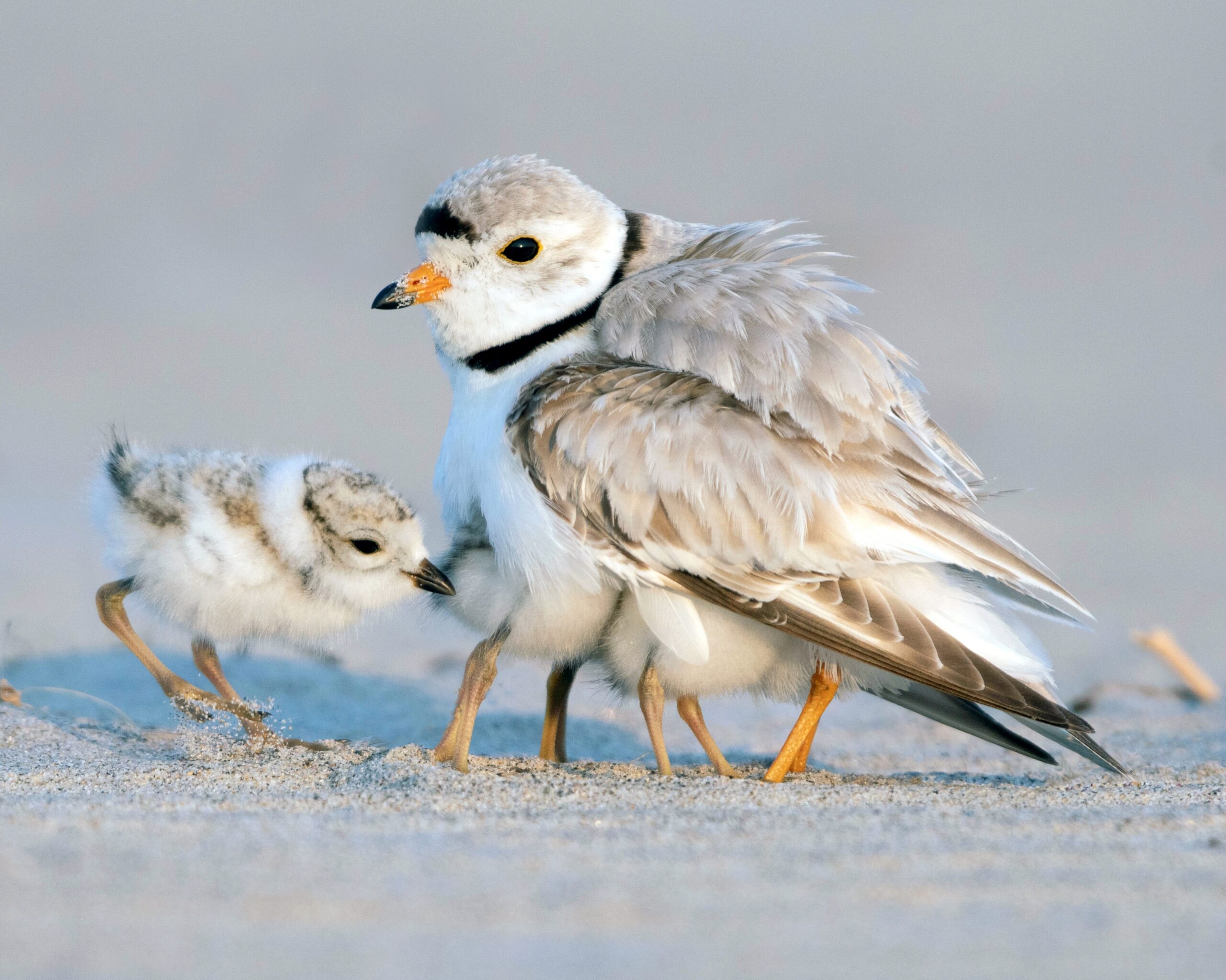 A close-up of an adult piping plover standing on sandy beach, with two small fluffy chicks nestled beneath and beside it. The adult bird's orange beak and distinctive black neck band are sharply in focus against a soft gray background.