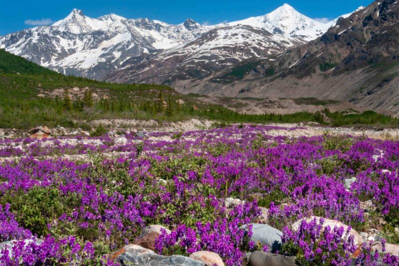 Vibrant purple wildflowers bloom on rocky ground as snow-capped mountains rise behind—a scene sparking creativity and unity in Essex County.