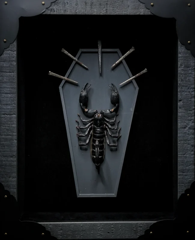 A black scorpion is mounted on a gray, coffin-shaped background inside a black frame, with four metal nails arranged above the scorpion in a fan pattern—an example of insect taxidermy featured in an Adam Inzalaco exhibition.