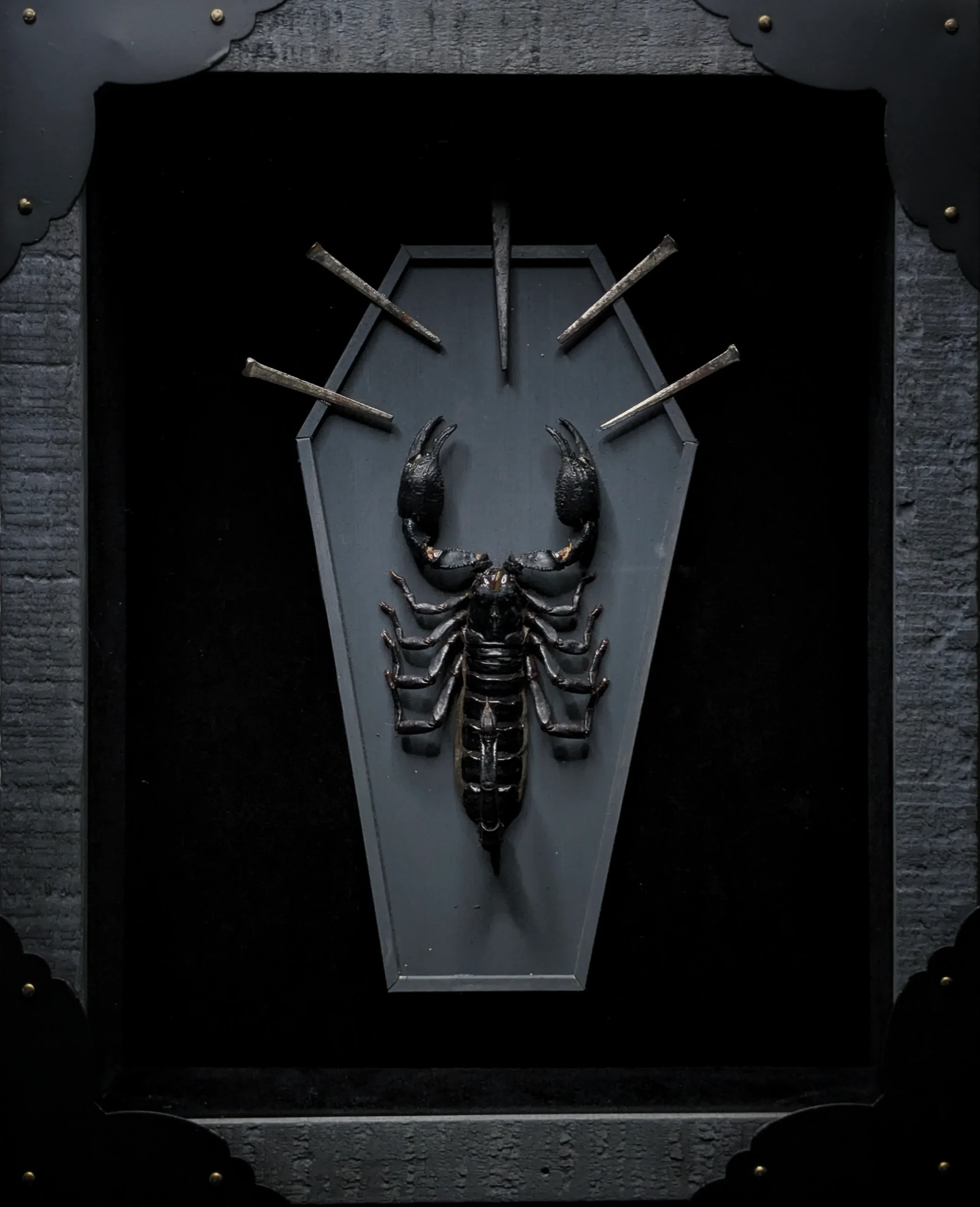 A black scorpion is mounted on a gray, coffin-shaped background inside a black frame, with four metal nails arranged above the scorpion in a fan pattern—an example of insect taxidermy featured in an Adam Inzalaco exhibition.