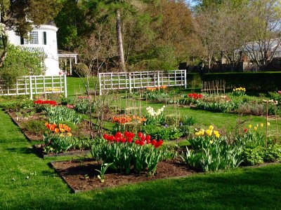 A garden designed for Spring BloomFest features multiple rectangular flower beds filled with blooming red, yellow, and orange spring bulbs, bordered by green grass. White trellises and a white house sit in the background under a clear sky.