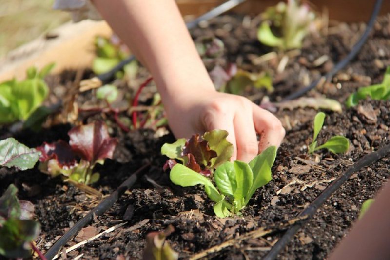 A hand is tending to small leafy green plants growing in soil in a pesticide free garden bed. The plants, spaced neatly in rows, thrive under drip irrigation lines visible on the surface.