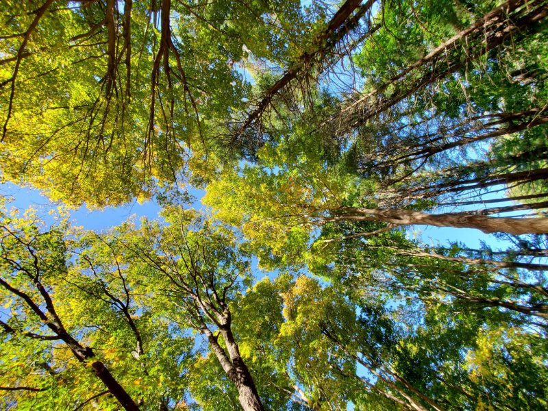 Tall trees with green leaves soar overhead against a clear blue sky, creating a canopy effect. Inspired by Japan's Forest Bathing, sunlight filters through the foliage, casting dappled light and shadows along Long Hill.