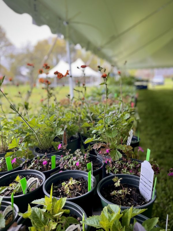 Potted plants with labels are arranged in rows on a table under a large outdoor tent at the Long Hill Plant Sale. The background is grassy with more tents and blurred trees visible in the distance.