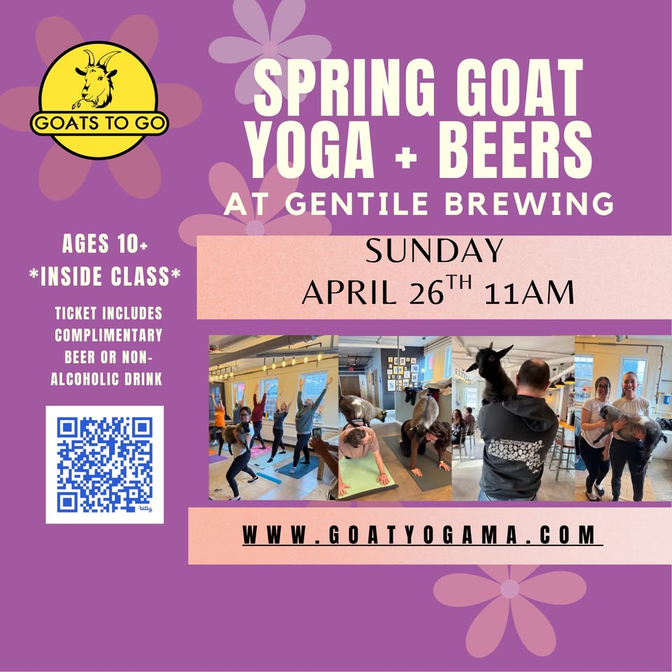 Promotional flyer for a Spring Goat Yoga and Beers event at Gentile Brewing in Beverly on Sunday, April 26th at 11 AM. Features images of people practicing Goat Yoga with goats and event details on a vibrant purple background.