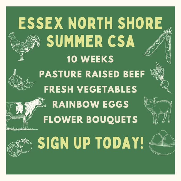 Green flyer with yellow and white text advertising the Essex North Shore Summer CSA Program. Lists: 10 weeks, pasture raised beef, fresh vegetables, rainbow eggs, flower bouquets. Features farm animal and vegetable drawings. Powered by Essex Tech.