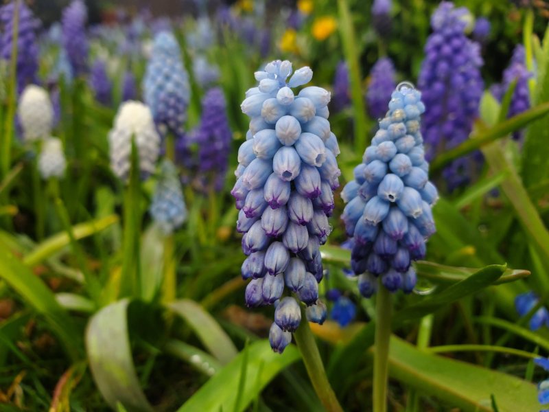 Close-up of blue grape hyacinth flowers with green leaves, set in a vibrant garden during Spring BloomFest. Purple and white hyacinths fill the background, capturing the beauty of an outdoor bulb tour.
